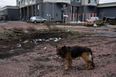 Hundreds of dogs found dead in Ukrainian shelter after being locked away since February 24