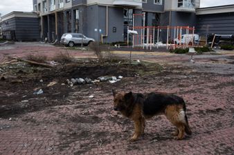 Hundreds of dogs found dead in Ukrainian shelter after being locked away since February 24