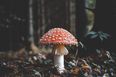 Mushrooms can talk to each other, researcher suggests