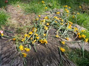 Council branded ‘bonkers’ for removing daffodils in case kids eat them