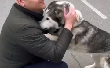 Heartwarming moment husky is reunited with its owner in Ukrainian city of Bucha