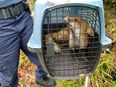 Fox that bit nine people on US Capitol Hill had rabies