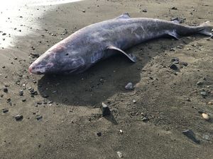 Super-rare, century-old shark stranded on British beach died of meningitis, report finds