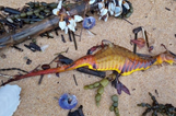 Dozens of bizarre creatures wash up on Australian beaches after massive rainfall