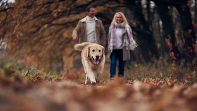 New BBC radio show will broadcast half an hour of Labrador noises