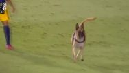 Police dog slips lead, takes football and causes chaos at Brazilian final