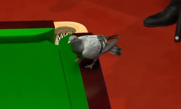 Pigeon interrupts game at Snooker World Championship