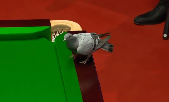 Pigeon Snooker World Championship