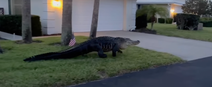 ‘Monster’ alligator videoed roaming residential area looking for a date