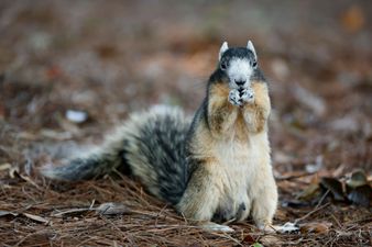 Elderly man hospitalised with ‘significant injuries’ after being attacked by squirrel