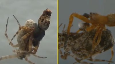 These male spiders catapult away to avoid being cannibalized after sex