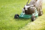 People are being told to not cut their grass in May for a good cause