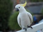 Man regrets buying cockatoo after it sings one heavy metal song repeatedly