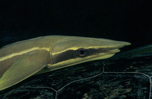 remora