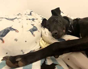 ‘UK’s most unwanted dog’ has spent more than seven years in kennels and ‘rarely gets asked after’