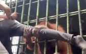 Angry orangutan almost breaks man’s leg grabbing him from inside cage