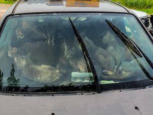 Man found living in his car with 47 cats during sweltering temperatures