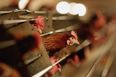 Farm feeding chickens cannabis instead of antibiotics proving popular with organic shoppers