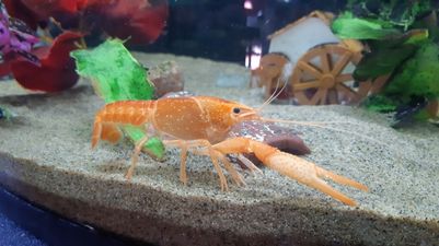 Great Escape: Crayfish removes its own claw to free itself from boiling hot pot in Chinese restaurant