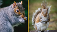 Squirrels have turned carnivorous and no one knows why