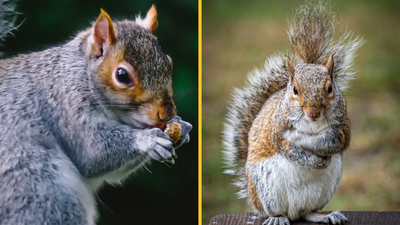 Squirrels have turned carnivorous and no one knows why