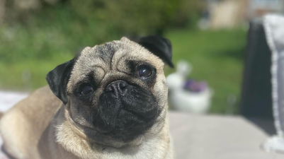 Dog dies after being left in a hot van on couple’s ‘nightmare’ wedding day