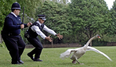 UK Police given swan handling lessons – after years of viral videos showing bungled attempts
