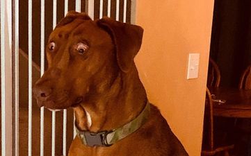 Dog born with birth defect makes her look permanently surprised