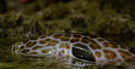 Footage of rare walking shark on land terrifies the internet