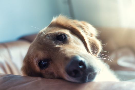 Related Links: Dog born with birth defect makes her look permanently surprised A hotel booking platform is urging Brits to use suncream this summer... on their dogs Ten dogs and puppies found 'half dead' after being left in vans on a ferry on hottest day of the year