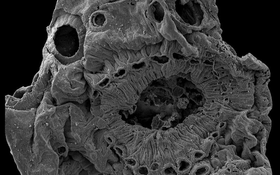 Mystery creature with no anus