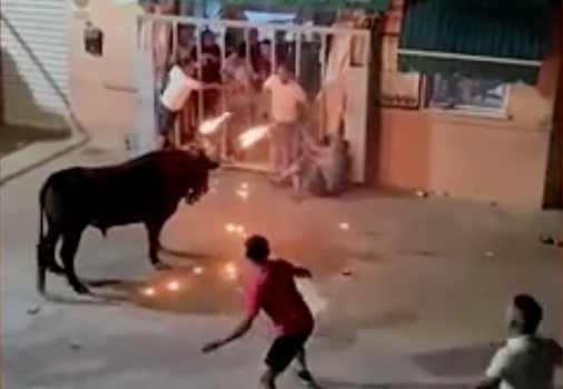 Man dies after being gored by bull with flaming horns