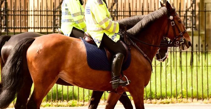 Stock image of police horse