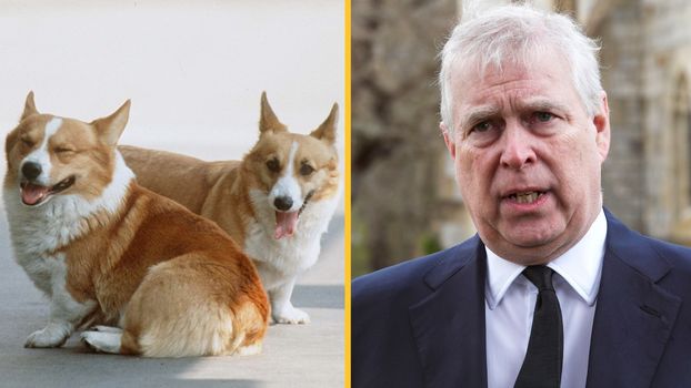 Corgis to be cared for by Prince Andrew