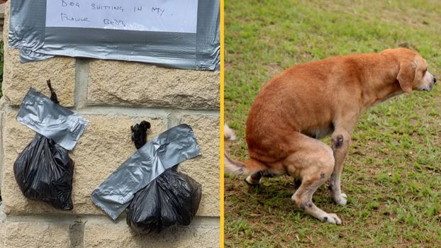 Angry neighbour tapes poo to wall in threat to owner who kept letting dog poo in their garden