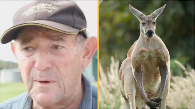 Pet Kangaroo killed owner and stood over body stopping paramedics from saving him