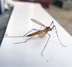 UK homes warned 200 billion daddy long legs could invade in next two weeks