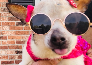 The world’s oldest dog, Pebbles, has died at the age of 22