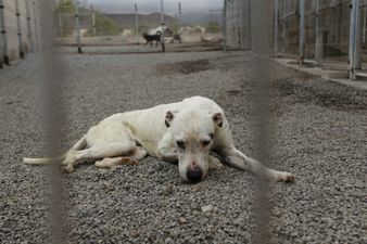 Woman mauled to death by two hunting dogs during morning stroll