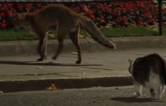 Moment Larry the cat takes on fox outside 10 Downing Street