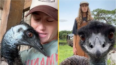 Internet sensation Emmanuel the Emu left fighting for his life after deadly avian flu outbreak