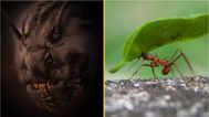 Horrifying close-up of ant’s face wins Nikon’s photo competition prize