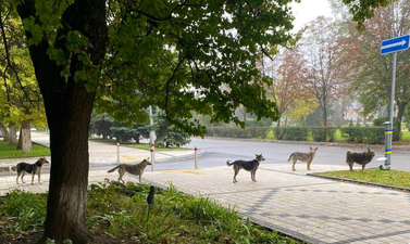 Dogs left on the streets because of Putin’s invasion patiently line up for food in Ukraine