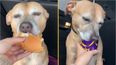 Dog dying of cancer tries a McDonald’s cheeseburger for the first time