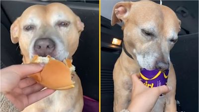 Dog dying of cancer tries a McDonald’s cheeseburger for the first time