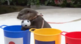 Taiyo the otter predicts World Cup results with frightening accuracy