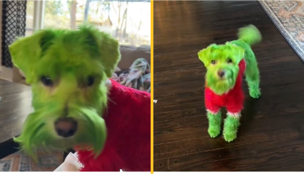 Woman dyes dog green so he looks like the Grinch