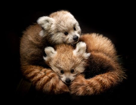 Red pandas die at Longleat safari park