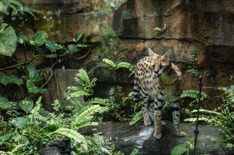 Zookeepers say they have real-life sequel to ‘Cocaine Bear’ after leopard is spotted in a tree
