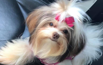 Owner tells groomer to ‘count your days’ after turning dog into ‘Sid from Ice Age’